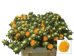 Carthamus Orange Grenade 60cm