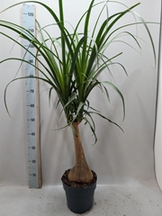 Beaucarnea Recurvata 21Ø 90cm
