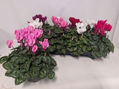 Cyclamen Persicum Macaron 10Ø 24cm