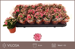 Kalanchoe Double Weaver Bicolor 8Ø 15cm
