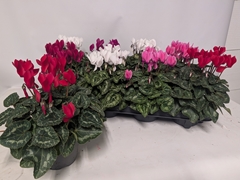 Cyclamen Persicum Macaron 10Ø 23cm