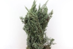 Cupressus Arizonica