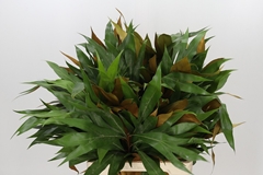 Grevi Baileyana 70cm