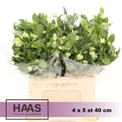 Helleborus Magnificent Bells 40cm