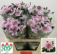 Chrysanth Single Rossano 75cm 75gr.