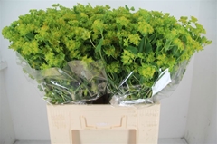 Bupleurum Rotundifolium 60cm