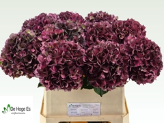 Hydrangea Rubyred 80cm 19-21cm Hd