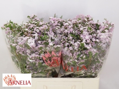Chamelaucium Dancing Queen 60cm 40gr.