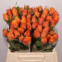 Rosa Confidential 40cm