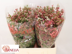 Chamelaucium My Sweet Sixteen 60cm 40gr.
