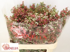 Chamelaucium My Sweet Sixteen 70cm 80gr.