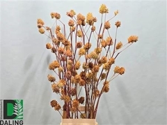 Glycyrrhiza Yunnanensis Licorice 100cm