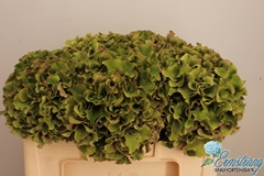 Hydrangea Royal Breeze Classic Rose 50cm 18-20cm Hd