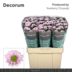 Chrysanth Santini Fabiani Pearl 55cm 40gr.