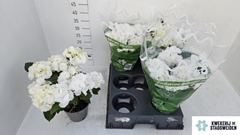 Hydrangea Schneeball 14Ø 34cm 8bl