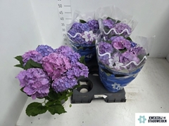 Hydrangea Blauer Zwerg 14Ø 38cm 8bl
