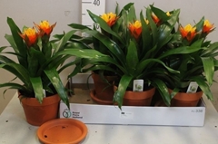Guzmania Solara 17Ø 45cm