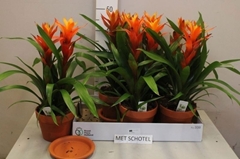 Guzmania Jive 17Ø 50cm