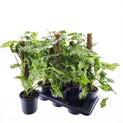 Houseplants Mix 16Ø 60cm