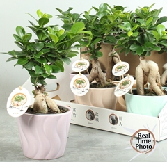Ficus Microcarpa Ginseng 14Ø 35cm