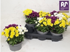 Chrysanth Mix 13Ø 24cm