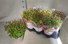 Chrysanthemum Garden Mums Mix 15Ø 35cm