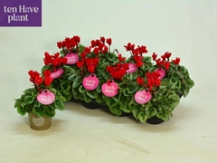 Cyclamen Super Serie Picasso 10Ø 22cm