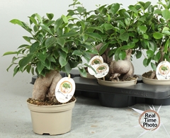 Ficus Microcarpa Ginseng 15Ø 34cm