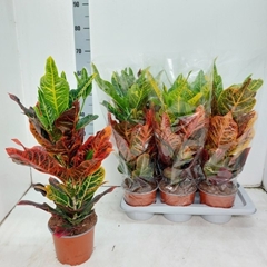 Codiaeum Big Leaf Excellent 17Ø 45cm