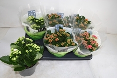 Kalanchoe Double Mix 15Ø 26cm