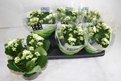 Kalanchoe Double Whites White 15Ø 26cm