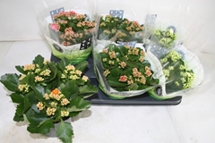 Kalanchoe Double Mix 15Ø 26cm