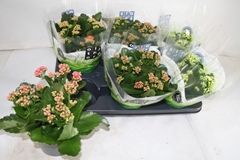 Kalanchoe Double Mix 15Ø 26cm