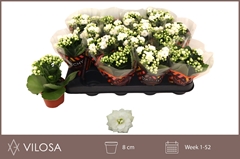 Kalanchoe Double Whites White 8Ø 15cm