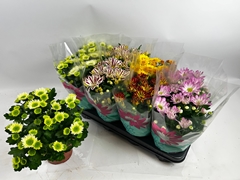 Chrysanth Mix 5 Colours 14Ø 28cm