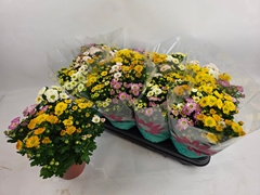 Chrysanth Rossi Mix 14Ø 29cm