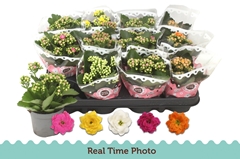 Kalanchoe Double Mix 9Ø 17cm