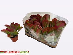 Kalanchoe Thyrsiflora 10Ø 19cm