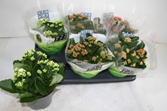 Kalanchoe Double Mix 15Ø 26cm