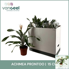 Aechmea Prontoo 15Ø 50cm