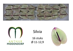 Anthurium Silvia 11cm Hd
