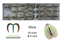 Anthurium Silvia 9cm Hd