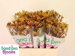 Anigozanthos Gold Fever 60cm