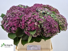 Hydrangea Beautensia Luxor Classic 80cm 20-22cm Hd