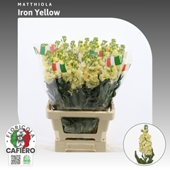 Matthiola Iron Yellow 70cm
