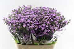 Aster Teeny Tiny Pink 80cm 30gr.