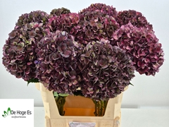 Hydrangea Rubyred 80cm 23-25cm Hd