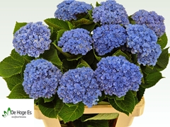 Hydrangea Revolution Blue 60cm 10-12cm Hd