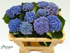 Hydrangea Revolution Blue 50cm 6-8cm Hd