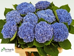 Hydrangea Revolution Blue 60cm 12-14cm Hd